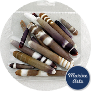 8599-P8 - Craft Pack - Sea Urchin Pencils